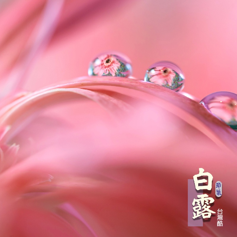 白露-4